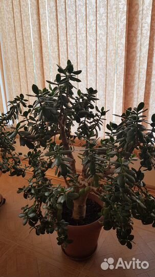 Денежные деревья, возраст более15 лет. Комнатные