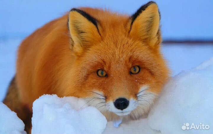 Домашний питомец (вольерный )