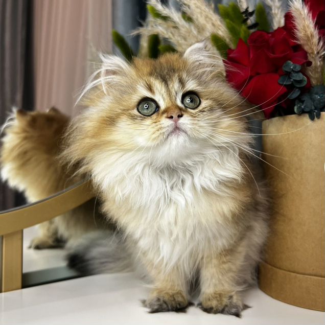 Британский длинношёрстный котёнок