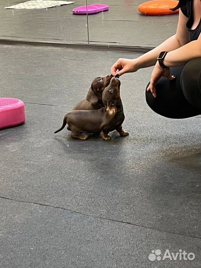 Щенки миниатюрной таксы