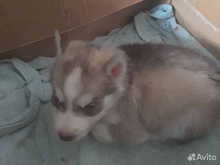 Щенки сибирской хаски мальчик и девочка продаются