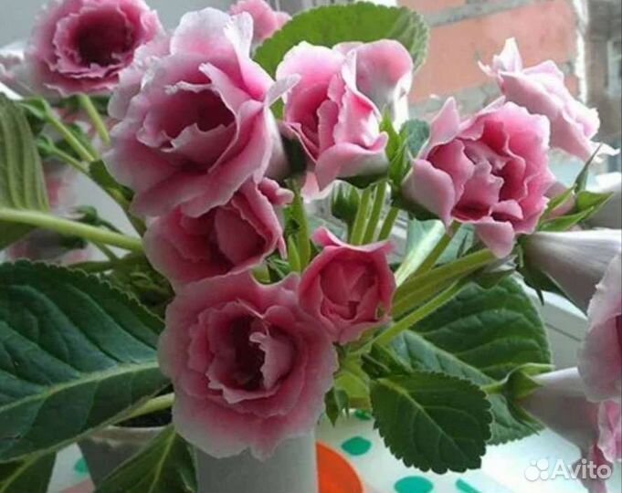 Глоксинии махровые Брокады