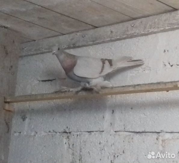 Алматинские сиреневые бойные голуби