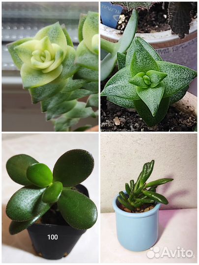 Крассулы разные, перфората, овата, голлум