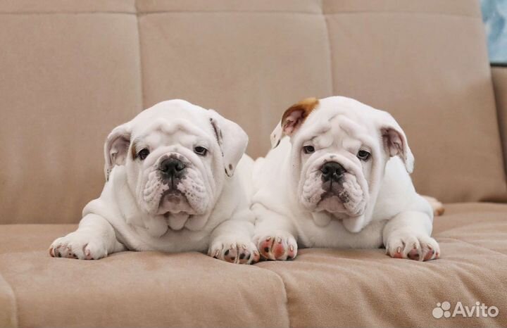Английский бульдог мальчик РКФ 2мес