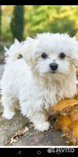 Передержка собак и выгул собак