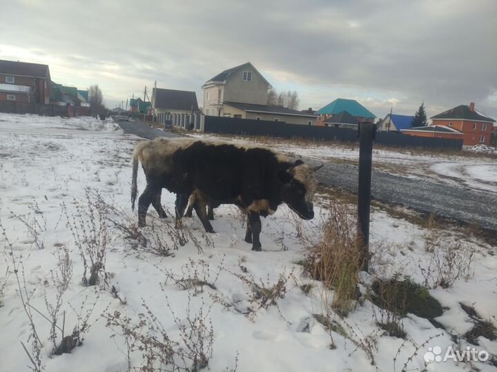 Продажа Коров