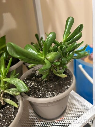 Крассула хоббит