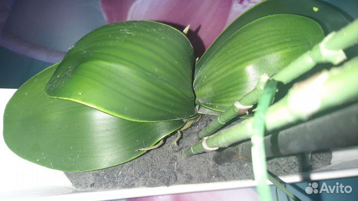 Орхидея искусственная