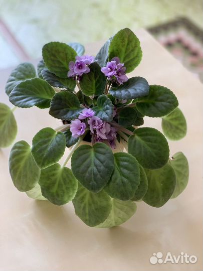 Фиалки цветы