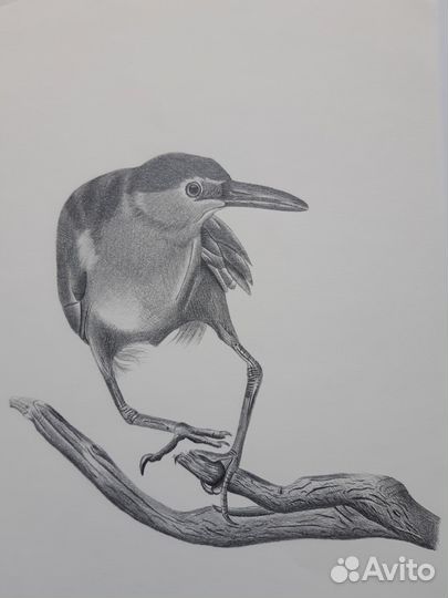 Иллюстрации Птицы