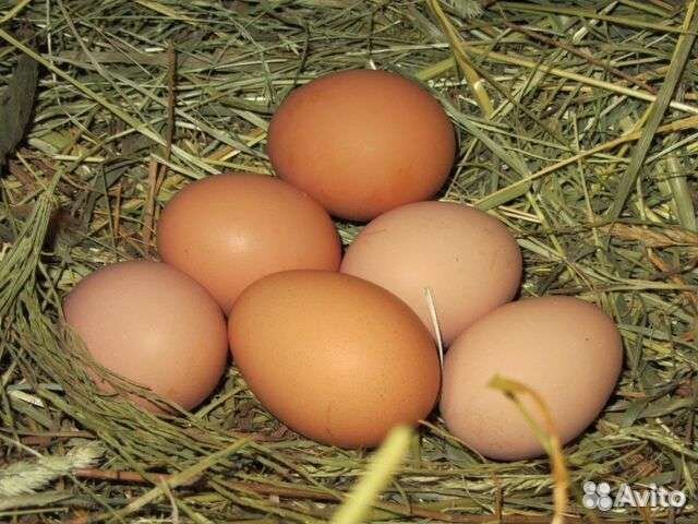 Яйцо куриное домашнее