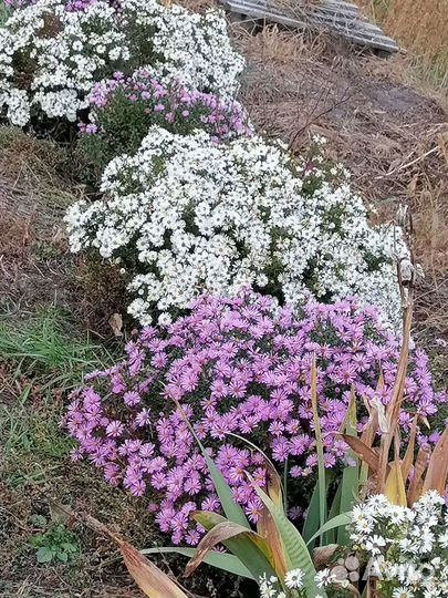 Сентябринка