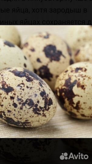 Яйца инкубационные, перепелинные