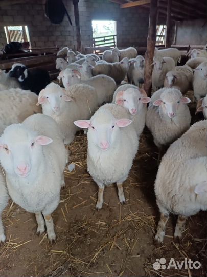 Овцы бараны ягнята в дагестане