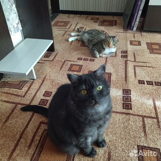 Отдам в добрые руки