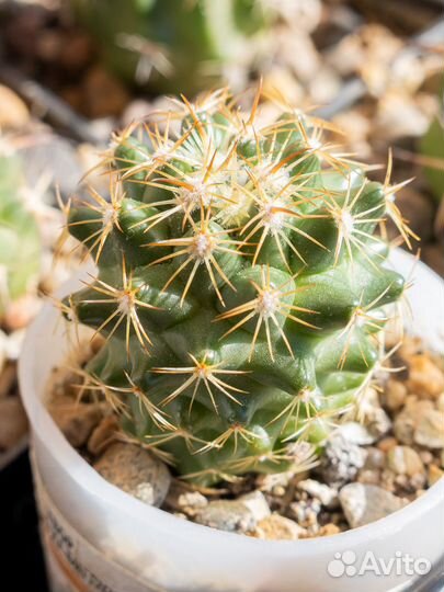 Кактусы разные