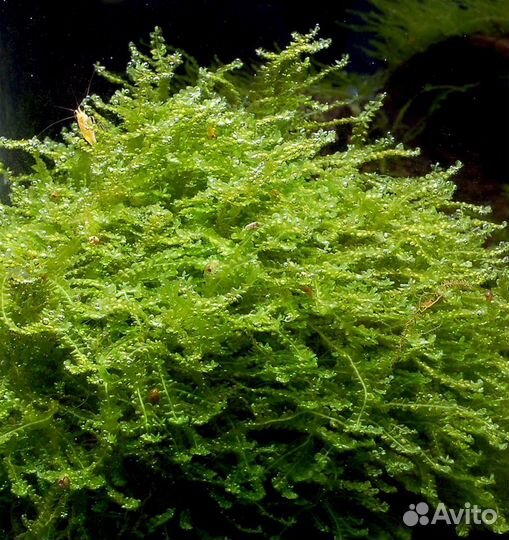 Мхи аквариумные