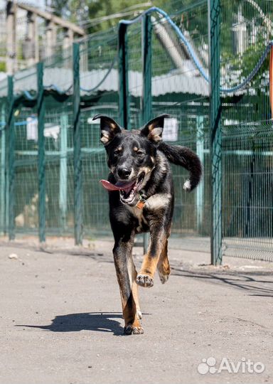 Красавец Бадди