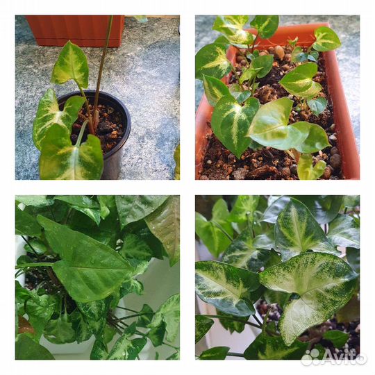 Сингониумы