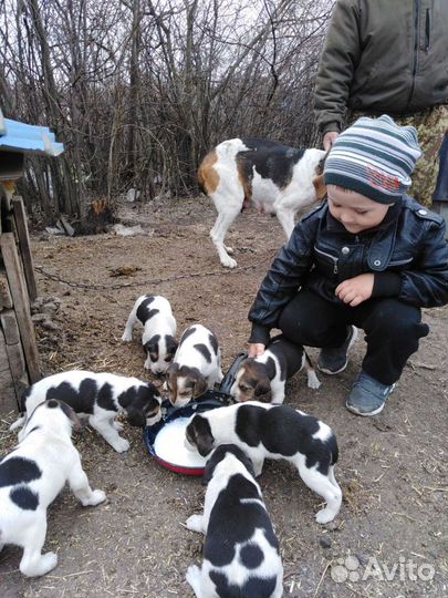 Русская пегая гончая