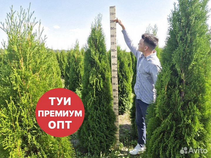Туя смарагд рост 196 см /опт 150 шт