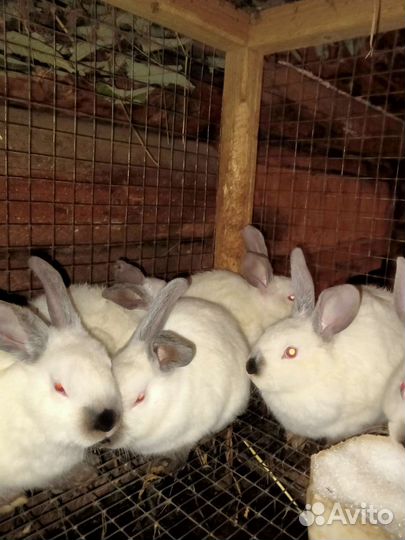Кролики молодняк много