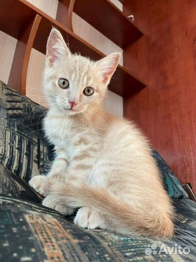 Котенок персиковый