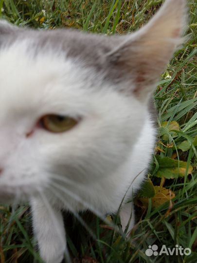 Котенок девочка в добрые руки