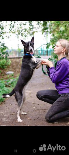 Новенькая Кетти ждёт в приюте