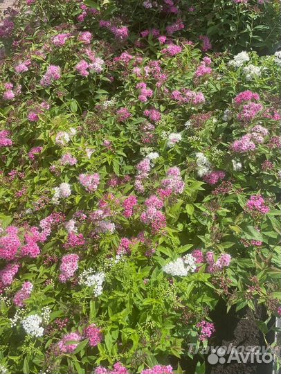 Спирея генпей