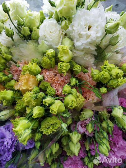 Пышная Эустома