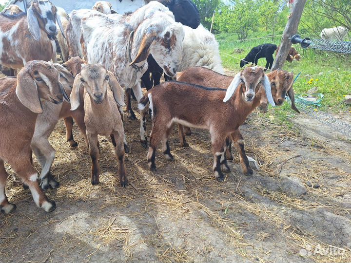 Англо-нубийские козлята и баранчики