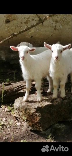 Козлята