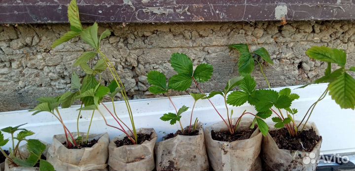 Рассада белой садовой земляники