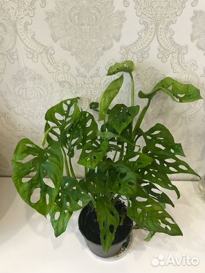 Монстера адансона