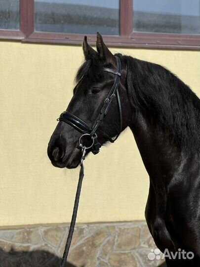 Фризская лошадь