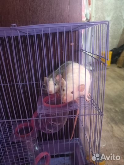 Продам крыс