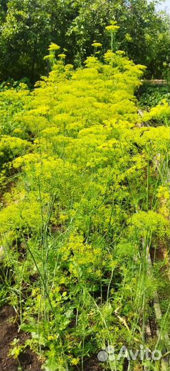 Пучки для засолки