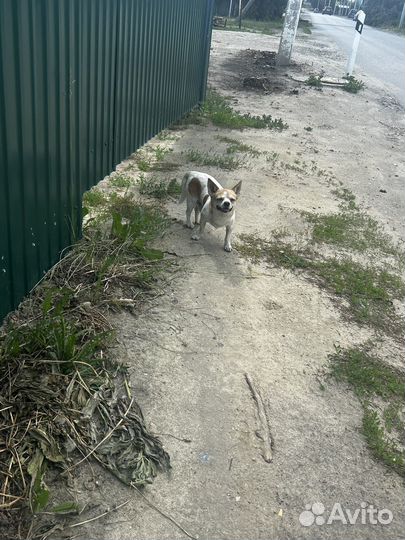 Собака потеряшка