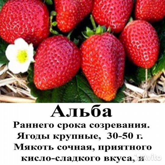 Рассада клубники