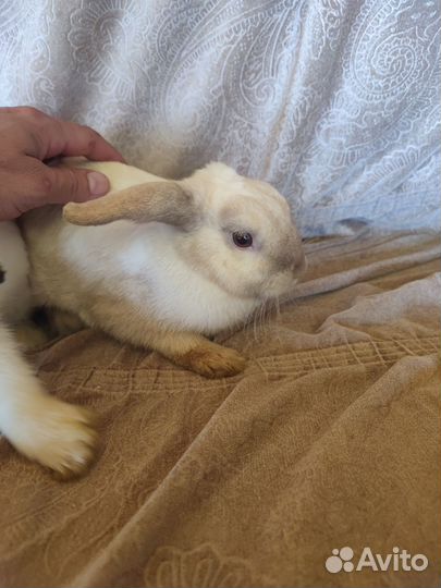 Декоративные карликовые кролики
