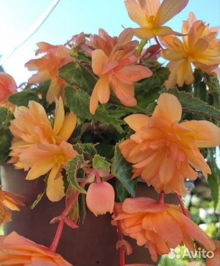 Бегонии Беллеконии