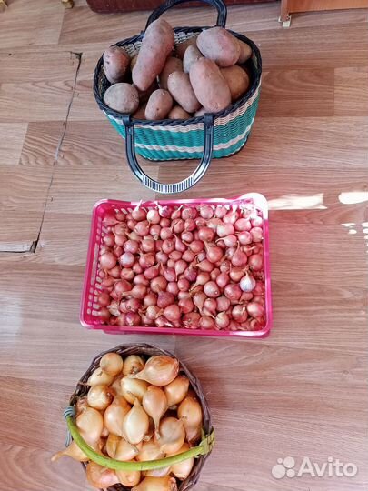 Лук семейный