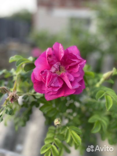 Роза морщинистая