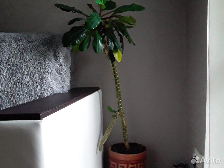 Цветы для дома и офиса