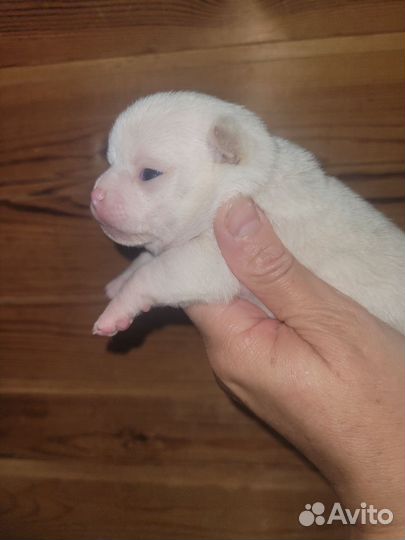 Чихуахуа девчонка блонд