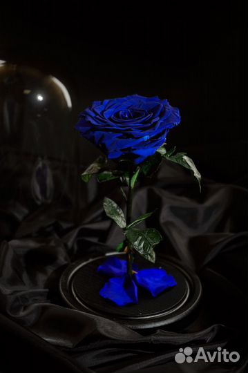 Роза в колбе - подарок для девушки