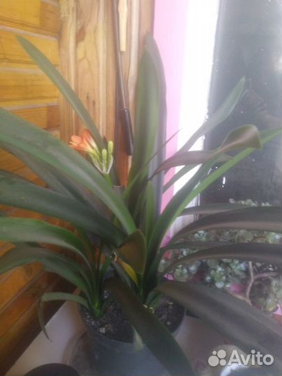 Кливии в цвету