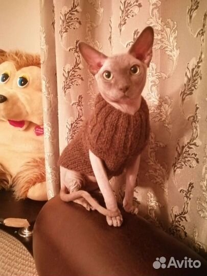 Котик ищет подругу